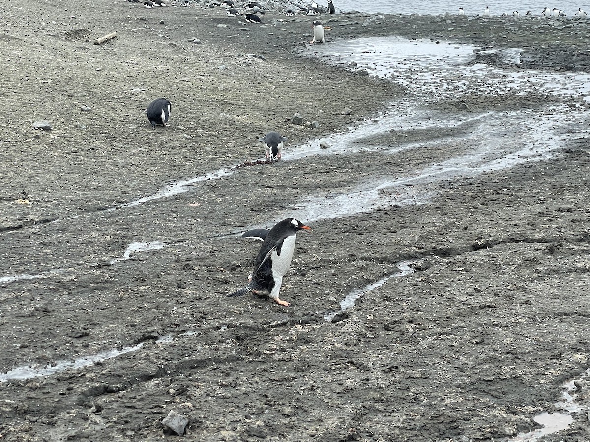 tučňák oslí - ML614151047