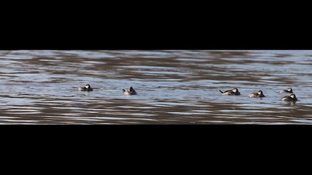 Ruddy Duck - ML614151115