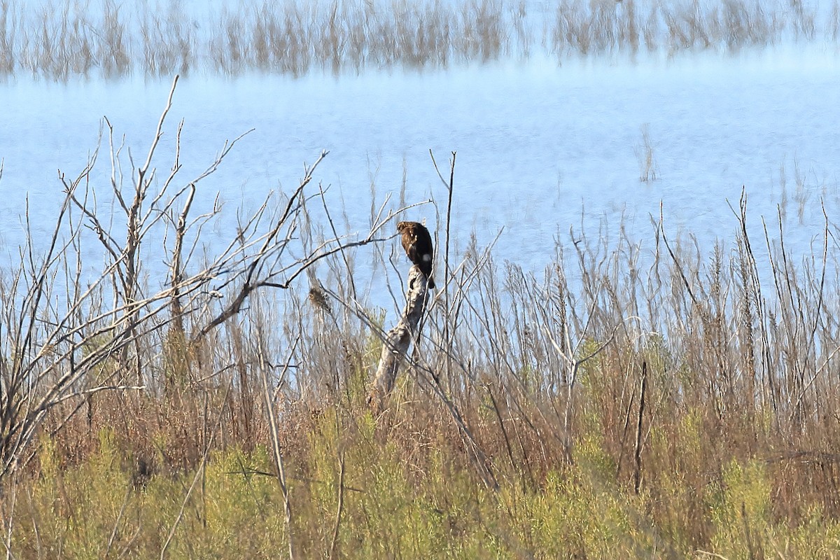 moták severoamerický - ML614151127