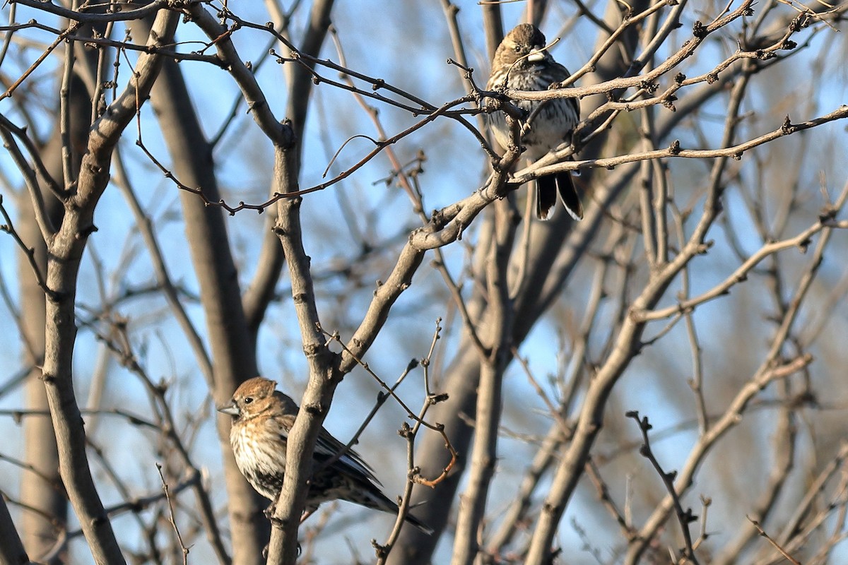 Lark Bunting - ML614151134