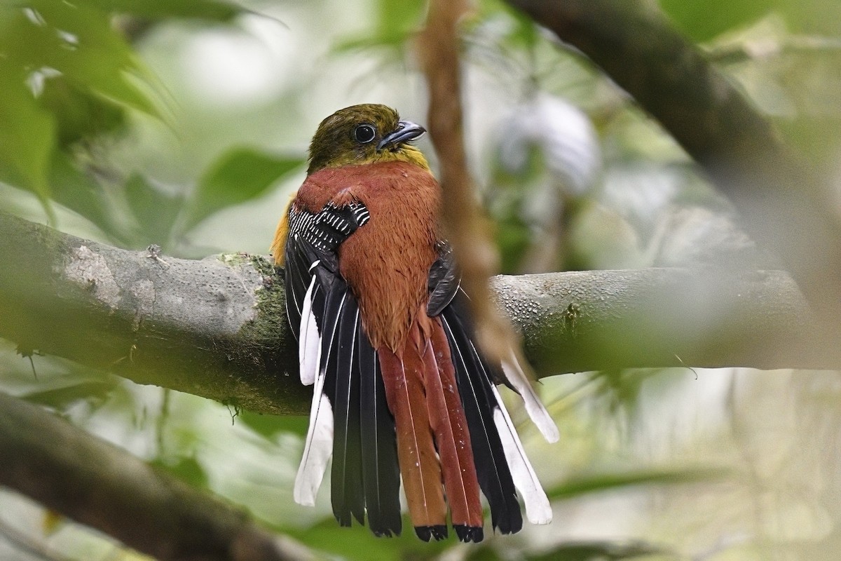 Orange-breasted Trogon - ML614151241