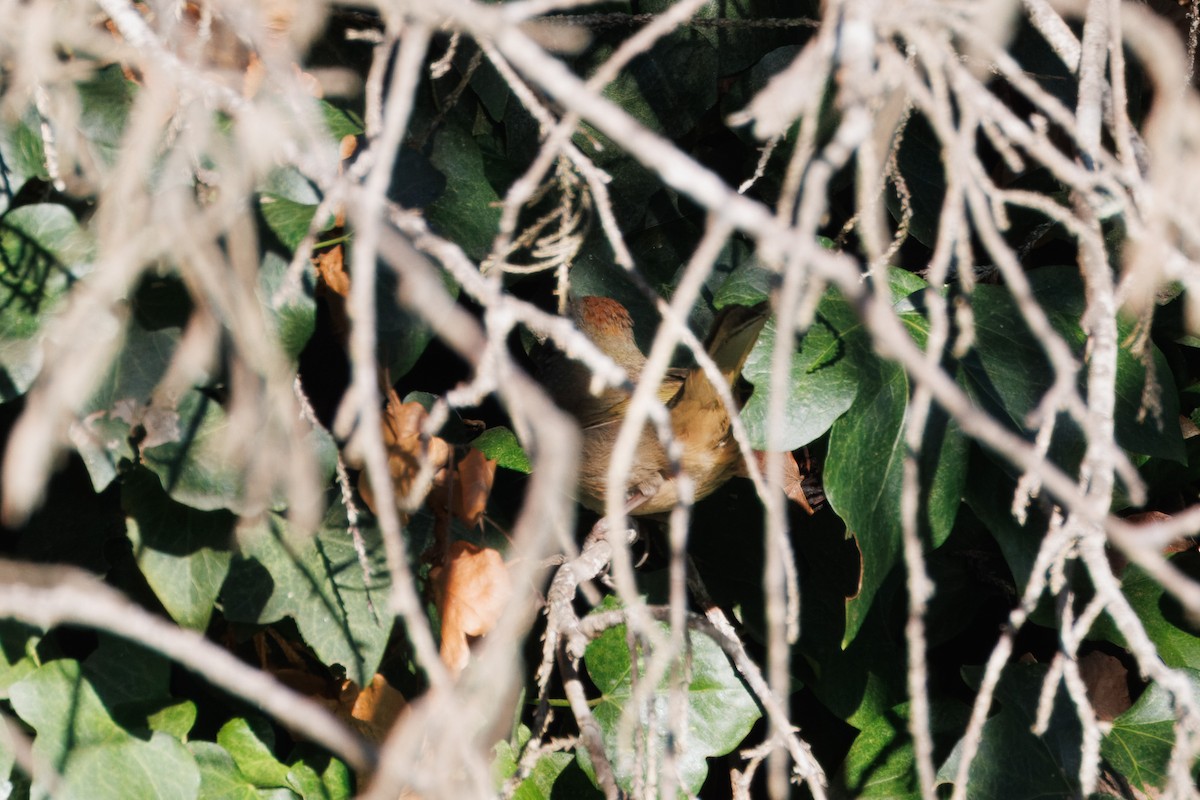 Green-tailed Towhee - John Callender