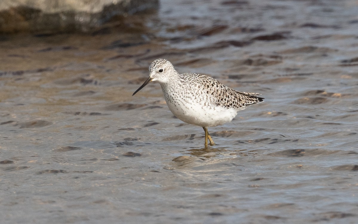 Marsh Sandpiper - ML614151322