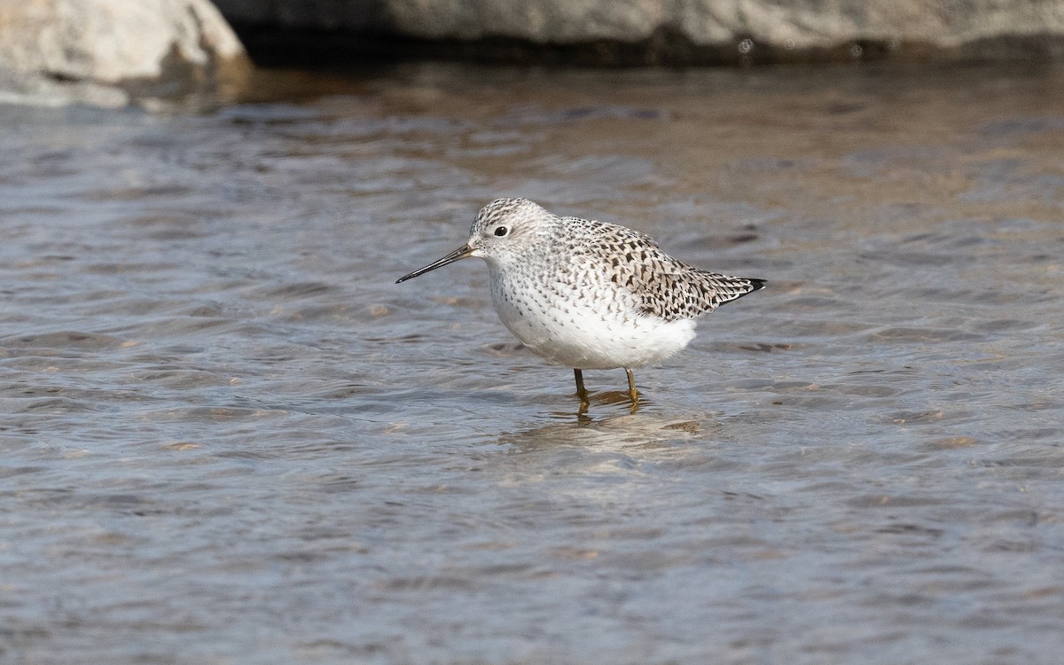 Marsh Sandpiper - ML614151324