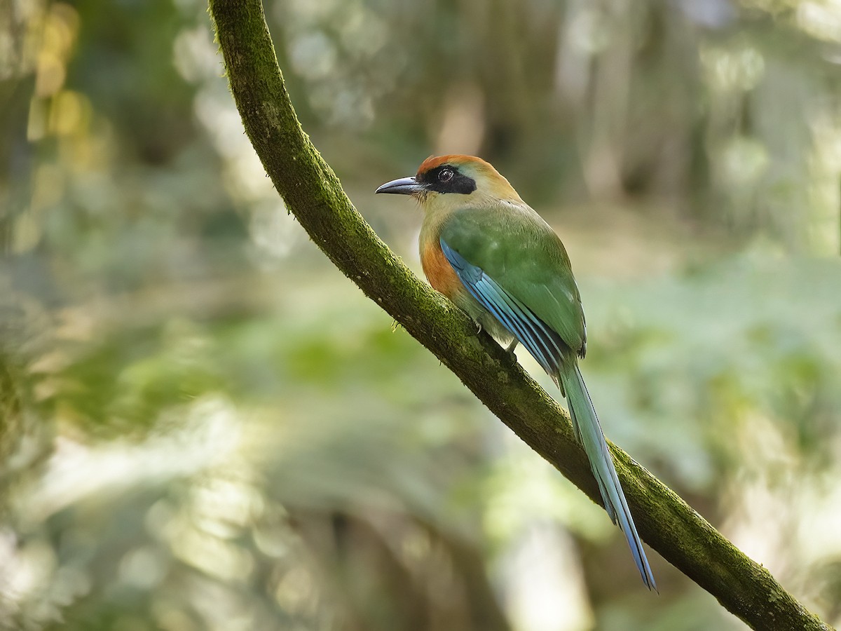 Rufous-capped Motmot - ML614151347