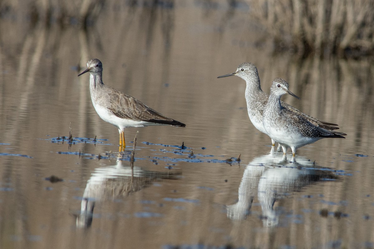 Lesser Yellowlegs - ML614151350