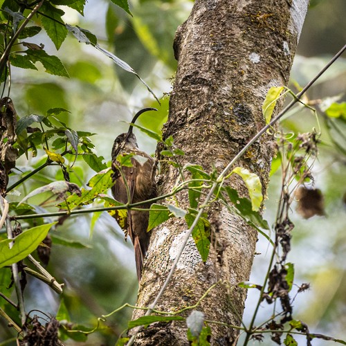 Black-billed Scythebill - ML614151360