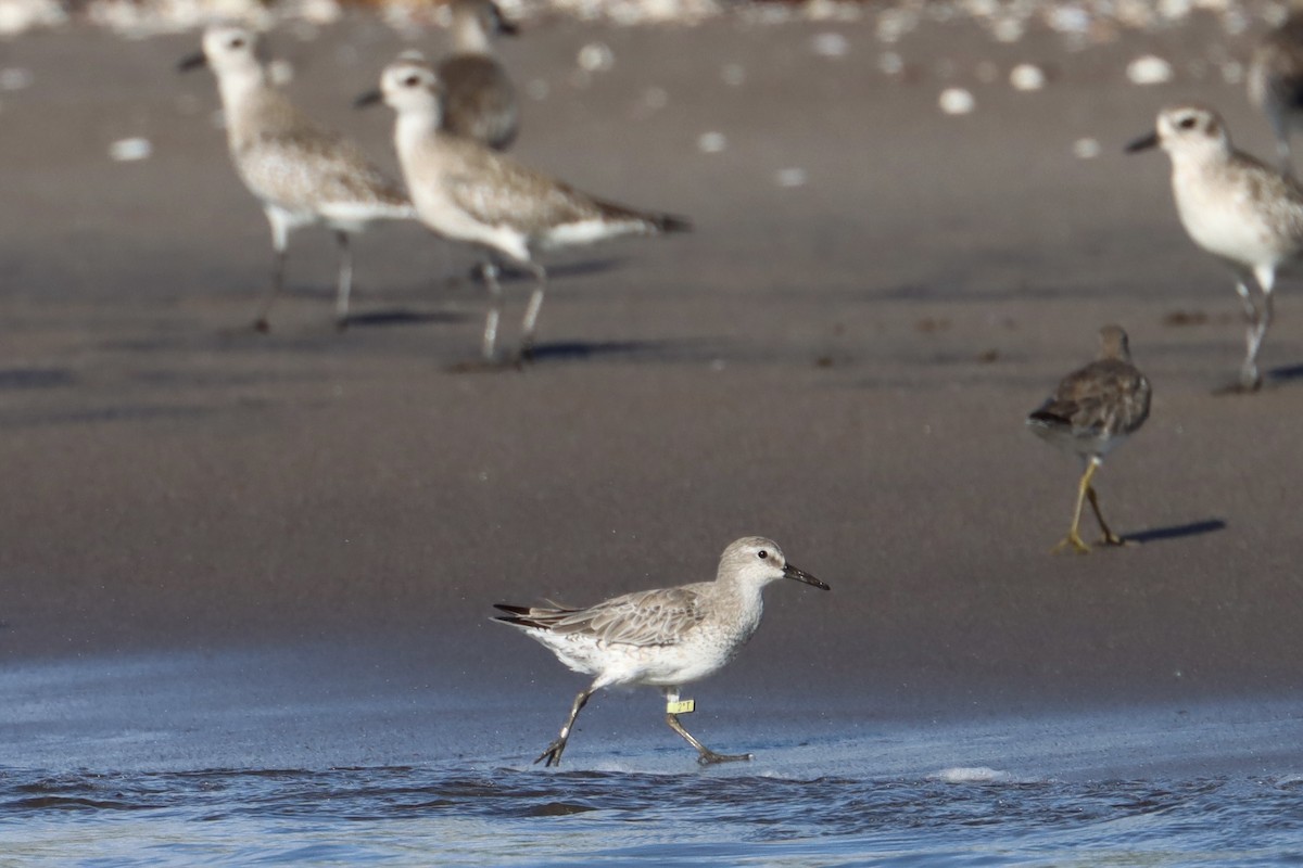 Red Knot - ML614151420