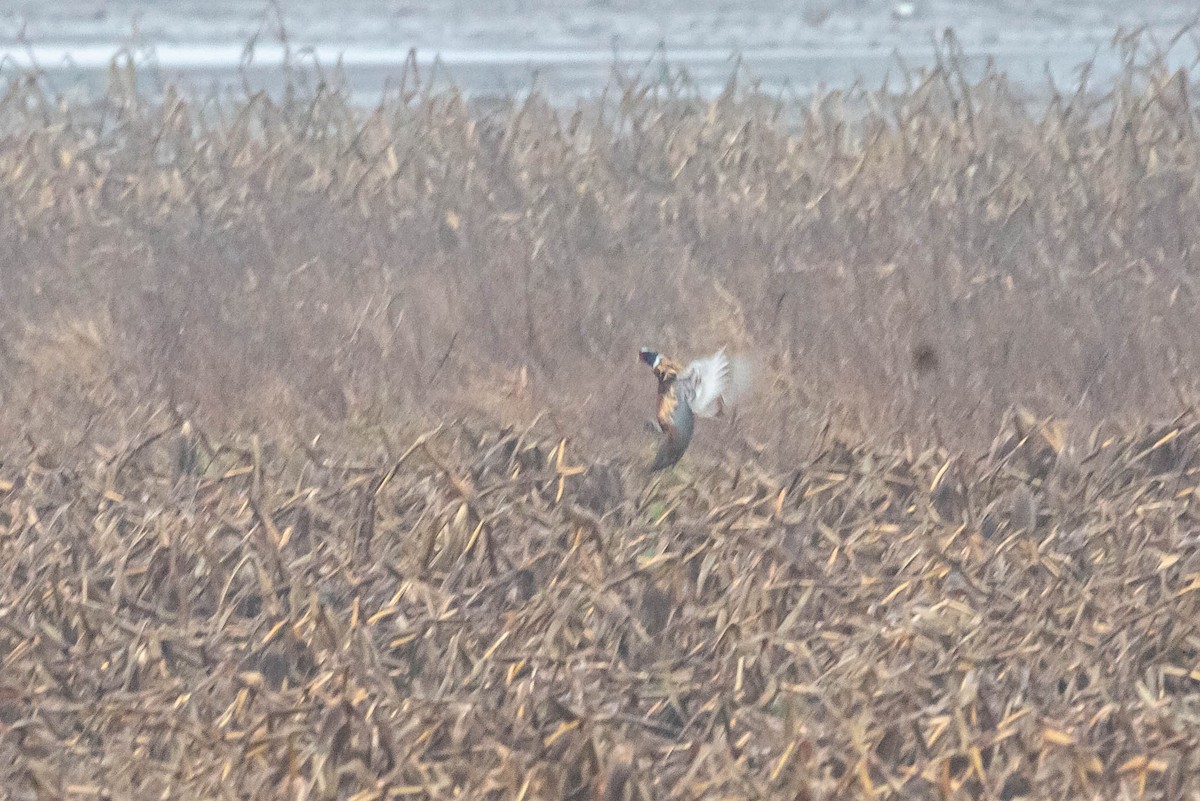 Ring-necked Pheasant - Jefferson Ashby