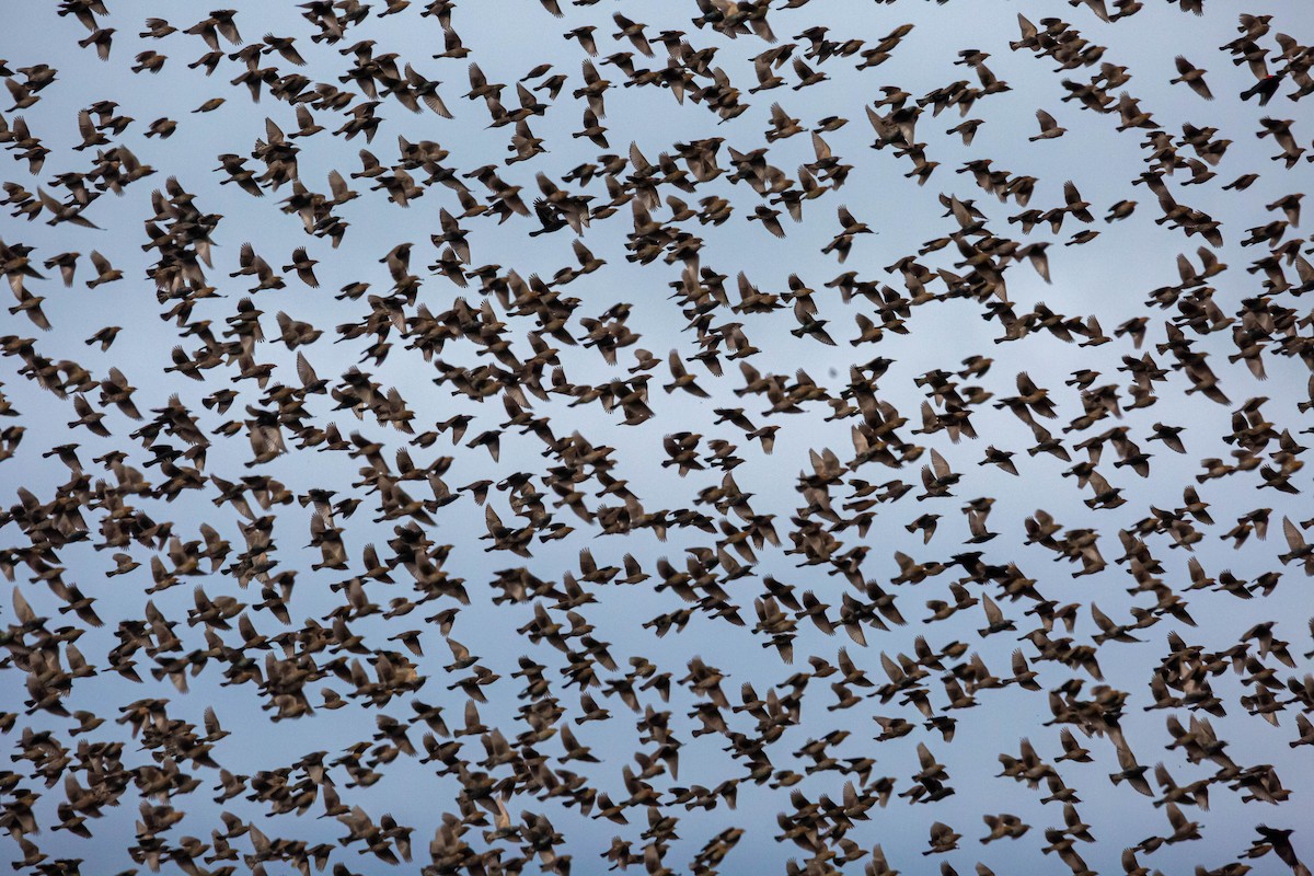 Red-winged Blackbird - ML614151526