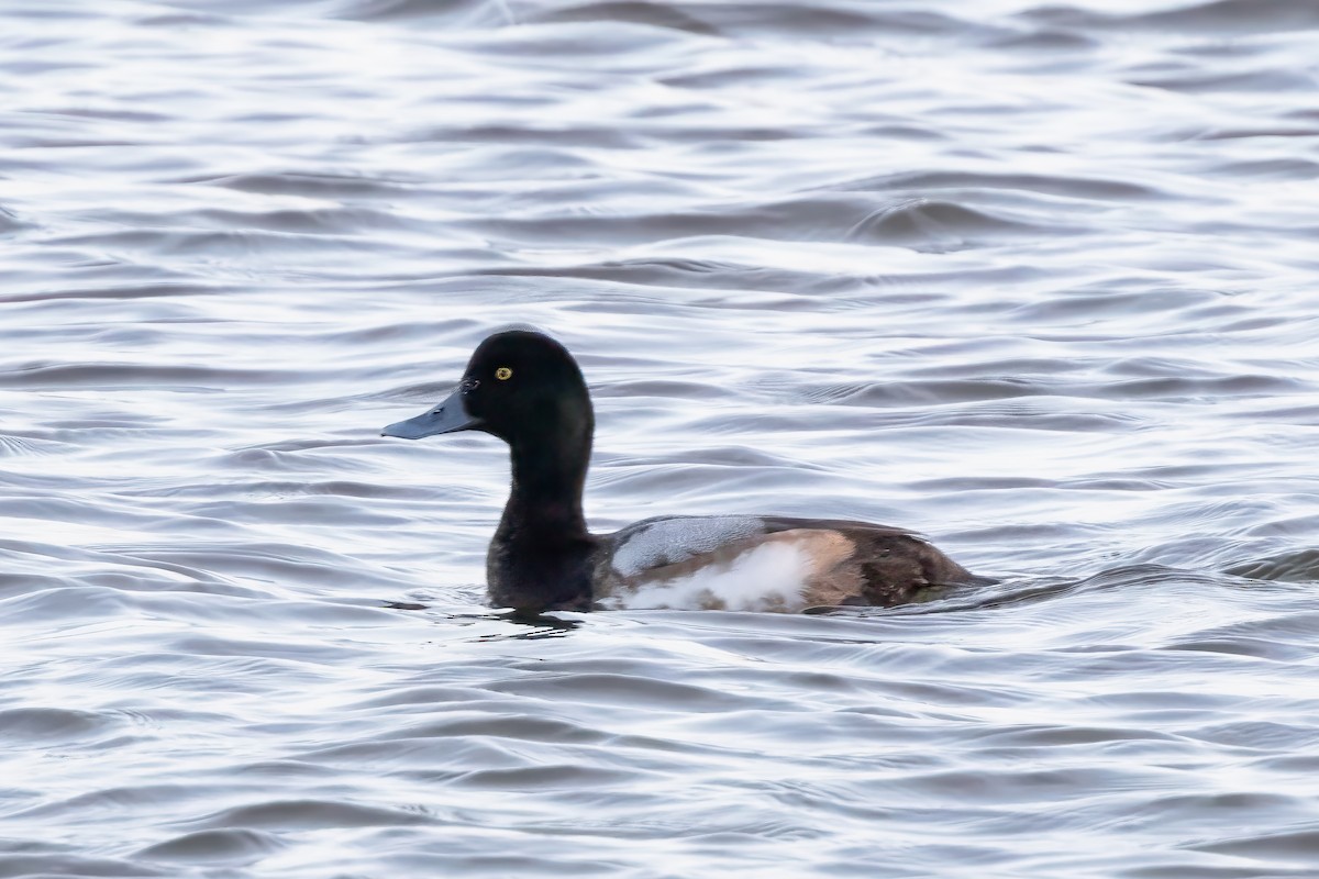 Greater Scaup - ML614151533