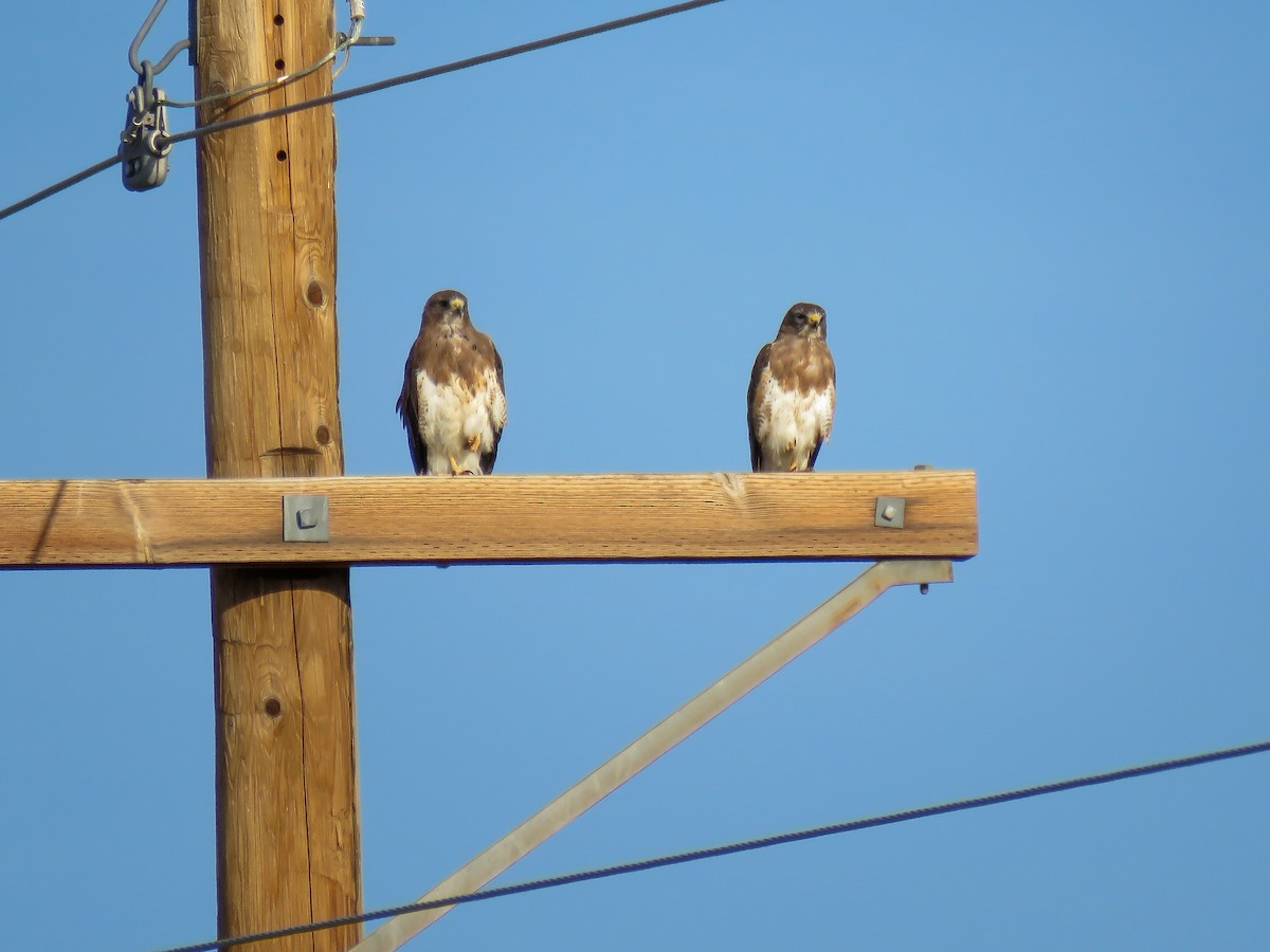 Swainson's Hawk - ML614151584