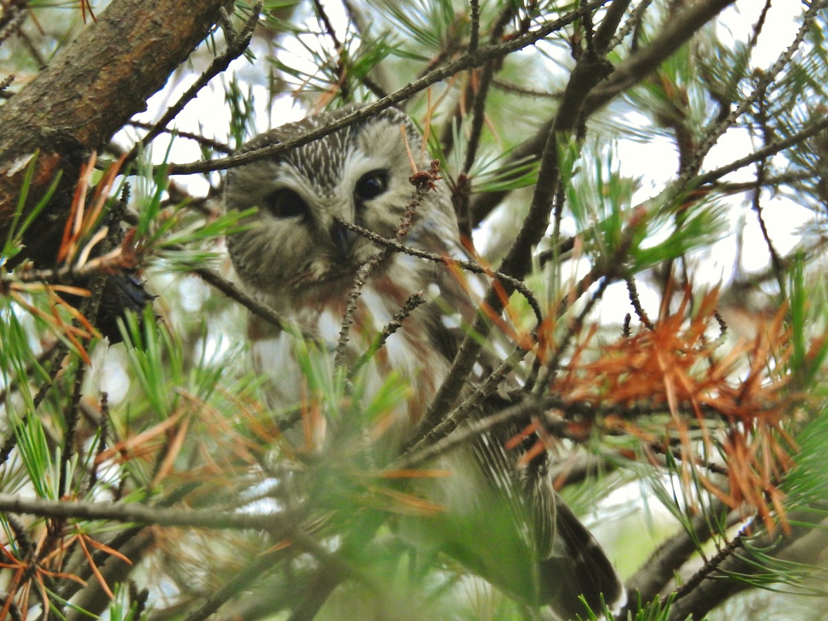 Northern Saw-whet Owl - ML614151734