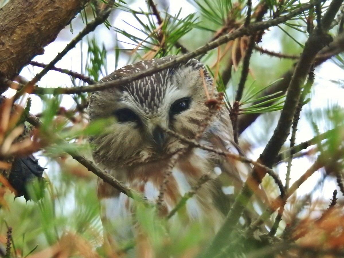 Northern Saw-whet Owl - ML614151736