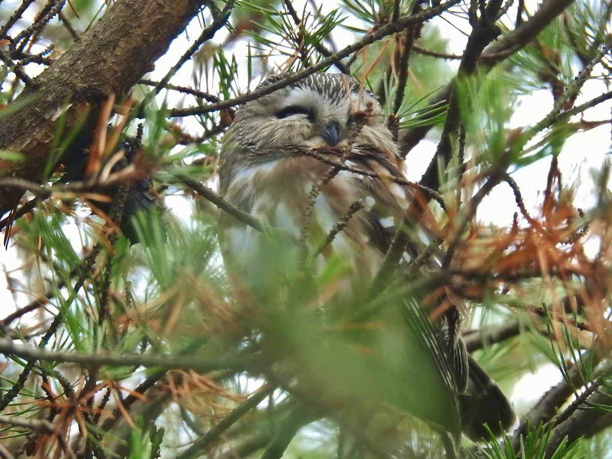 Northern Saw-whet Owl - ML614151737