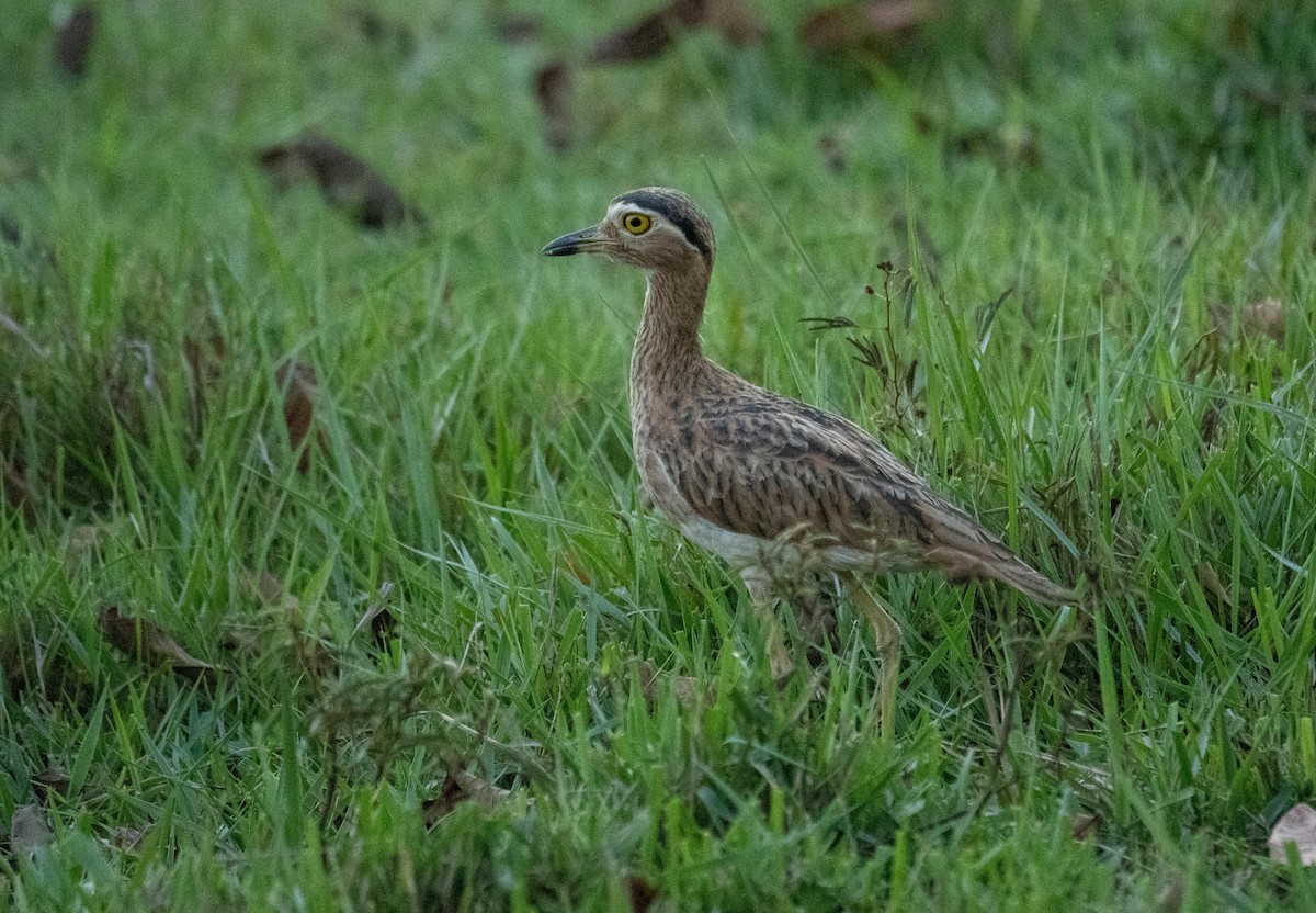 Double-striped Thick-knee - ML614151745