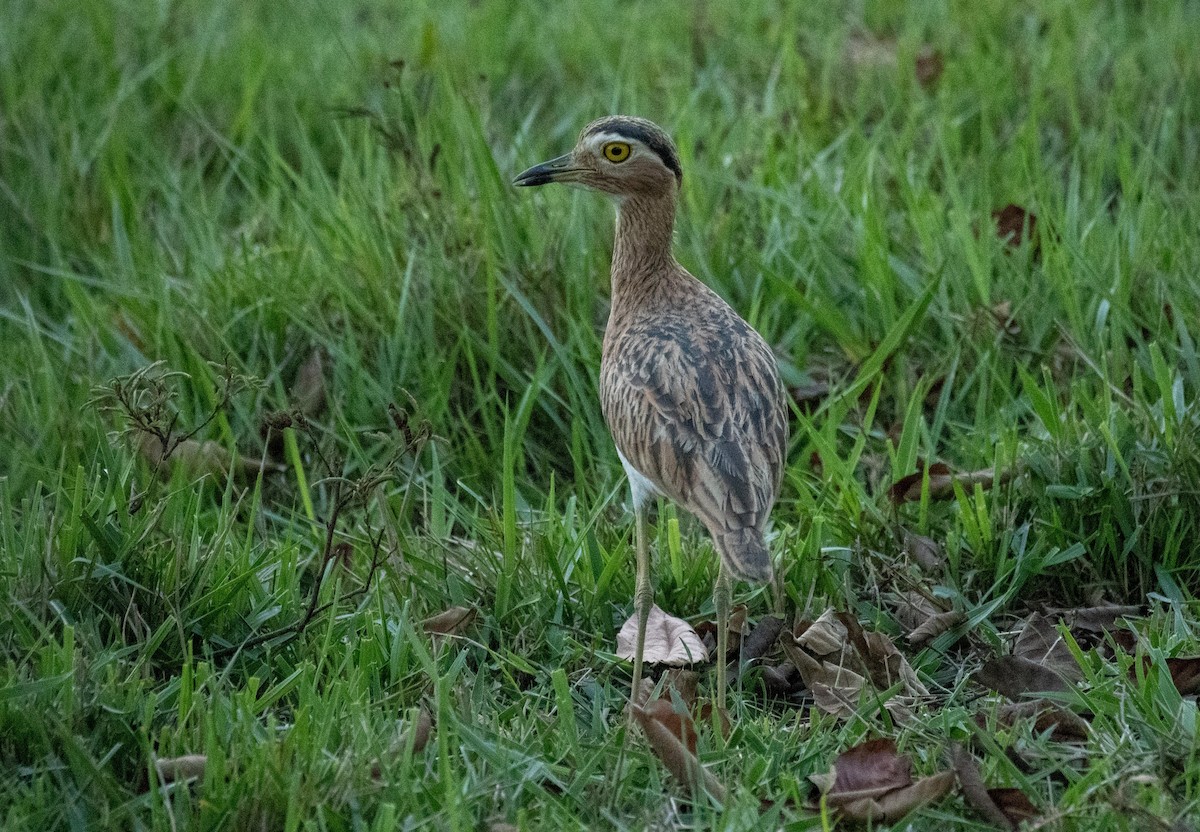 Double-striped Thick-knee - ML614151747