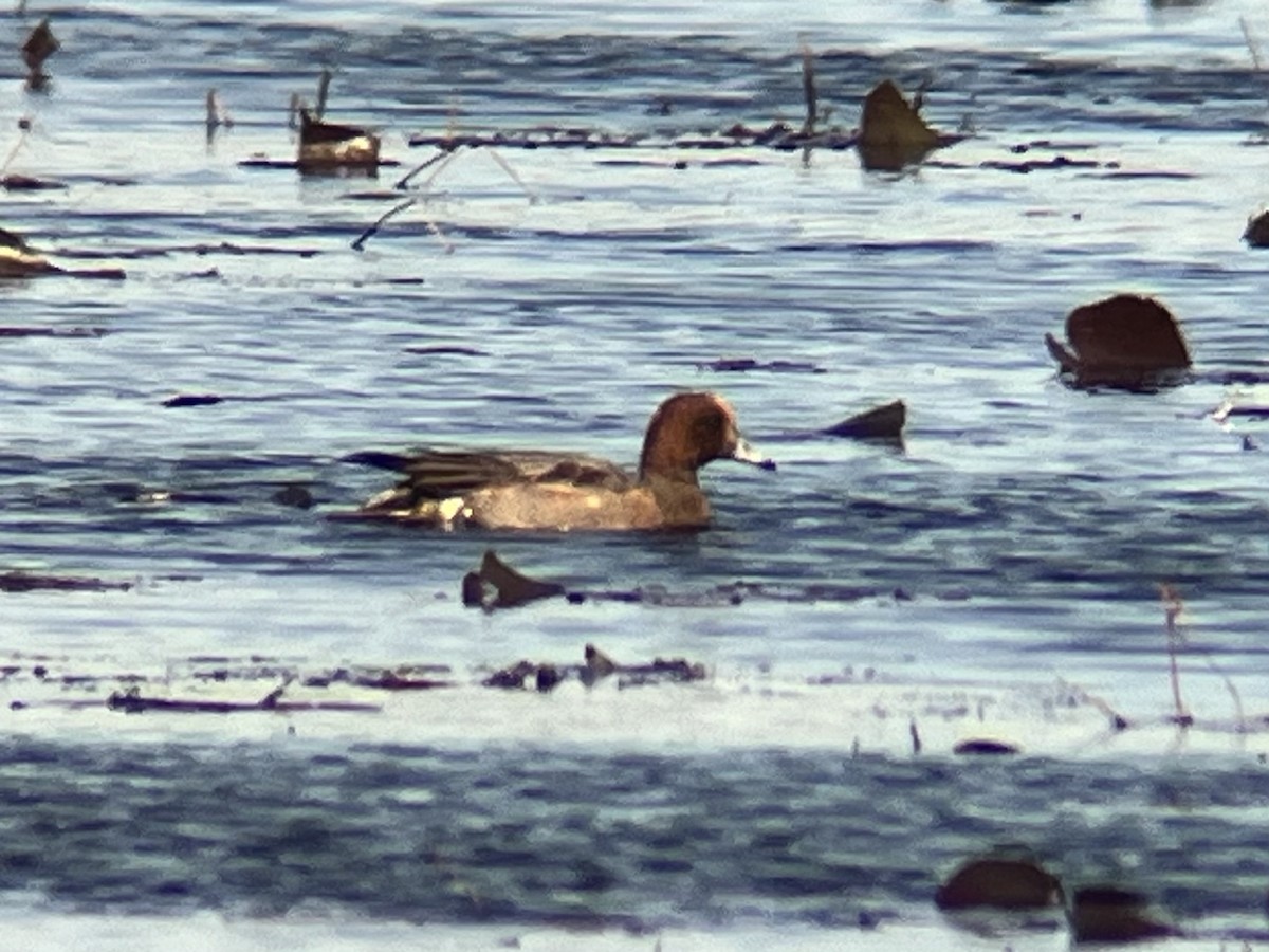 Eurasian Wigeon - ML614151782