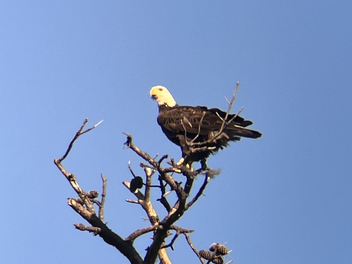 Bald Eagle - ML614151855