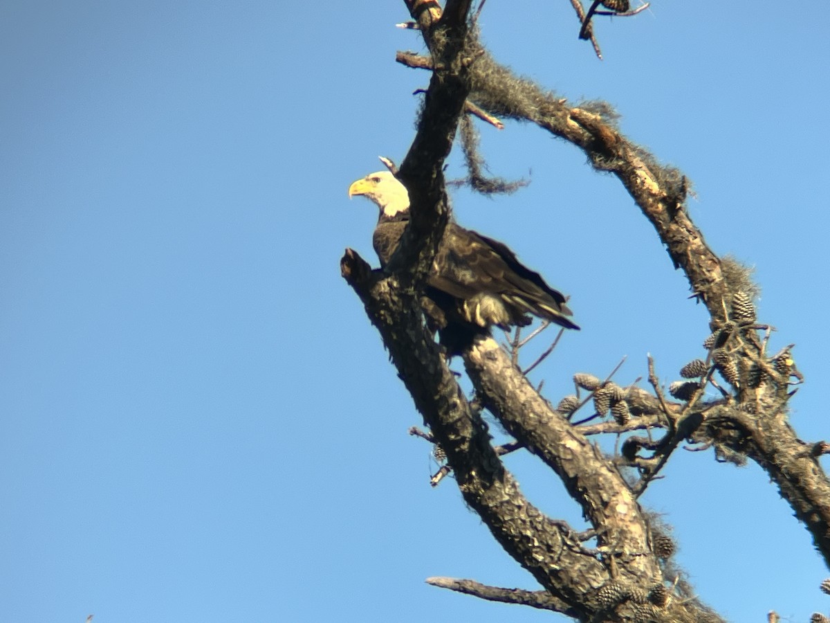 Bald Eagle - ML614151856