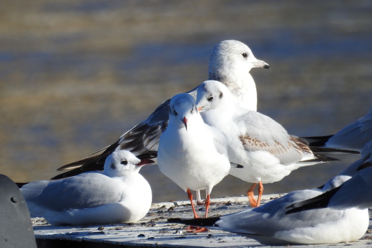 Common Gull - David Kuster