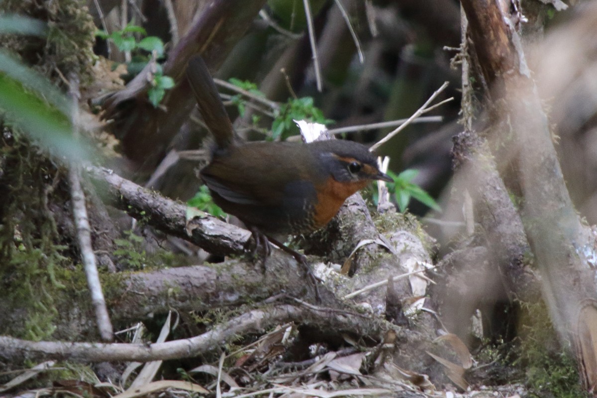 Chucao Tapaculo - ML614151908