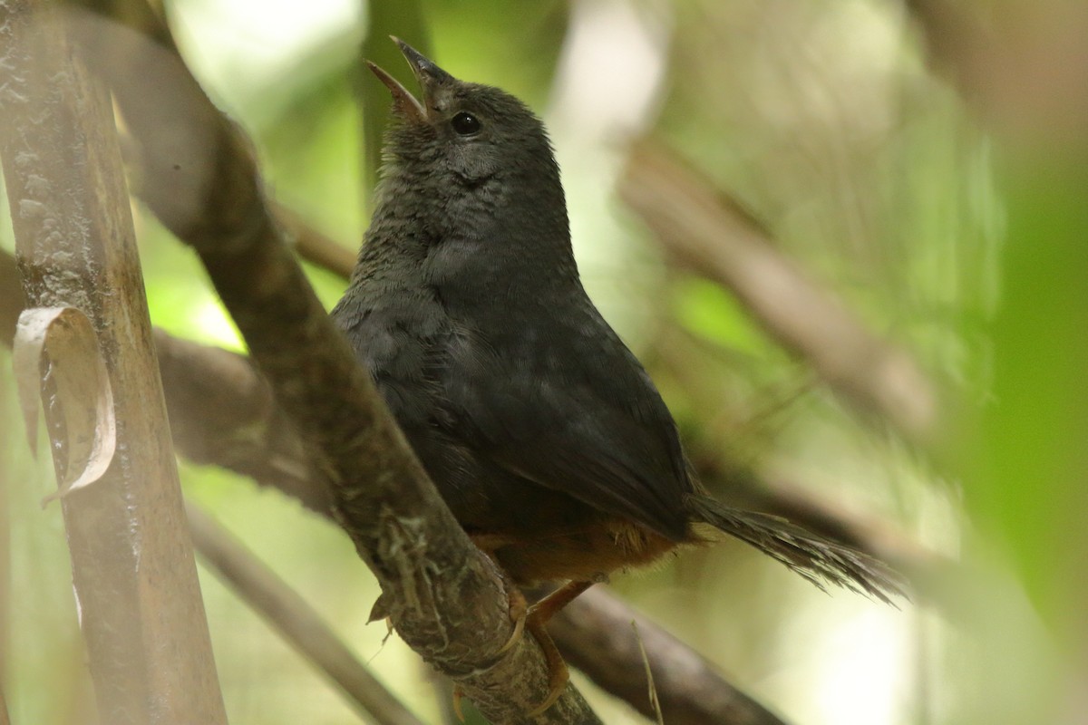 Ochre-flanked Tapaculo - ML614151910