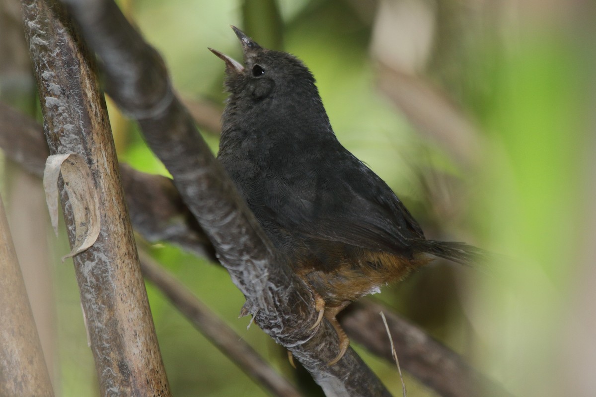 Ochre-flanked Tapaculo - ML614151913