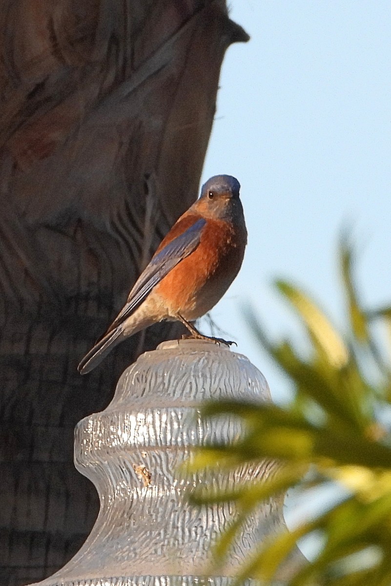 Western Bluebird - ML614151995