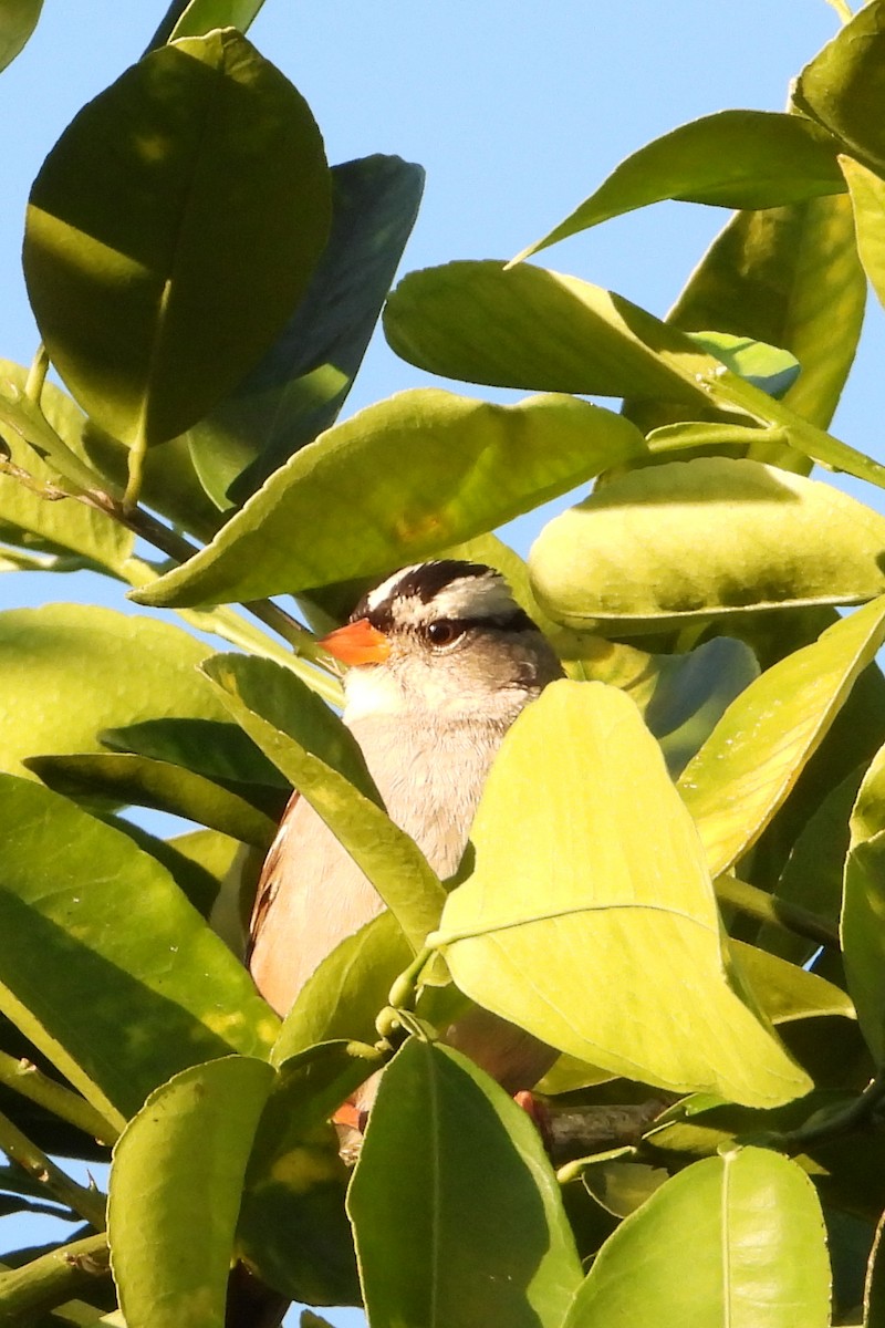 White-crowned Sparrow - ML614152017