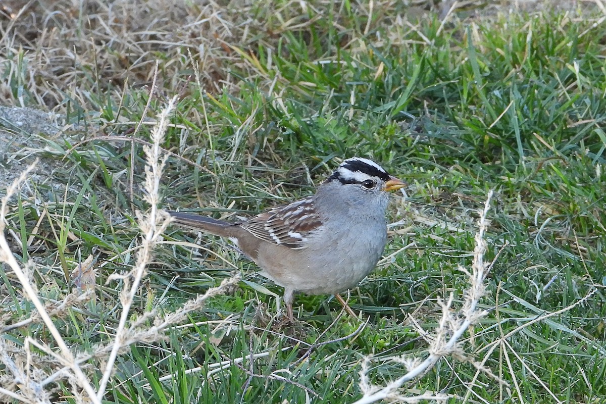 White-crowned Sparrow - ML614152018