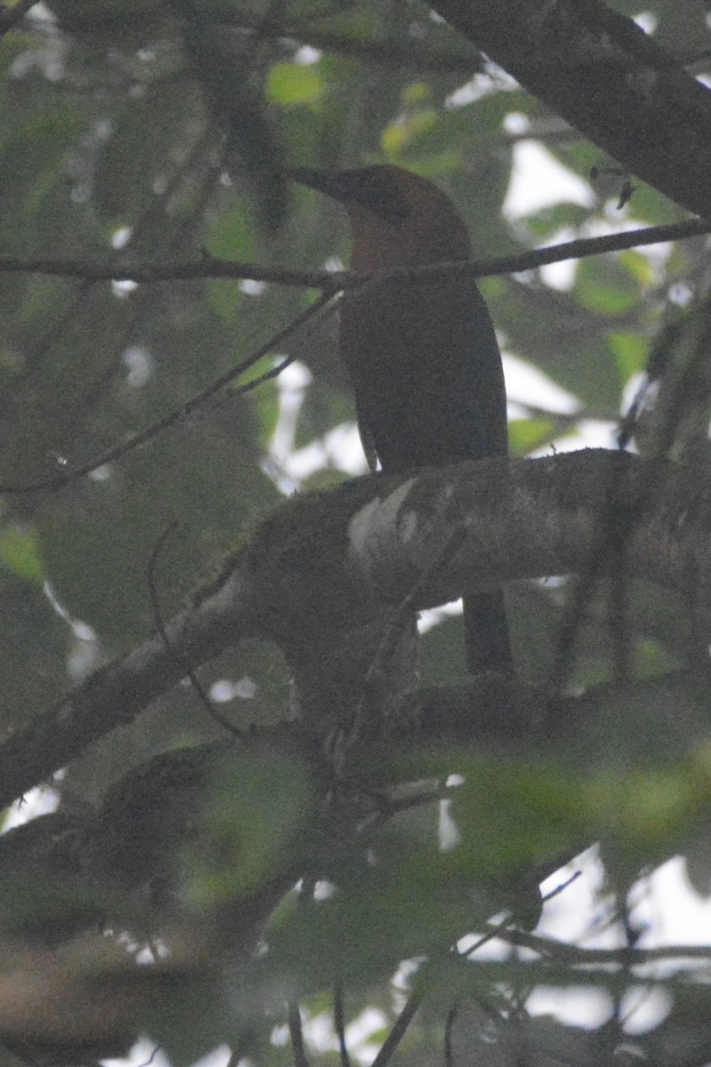 Rufous Motmot - ML614152024