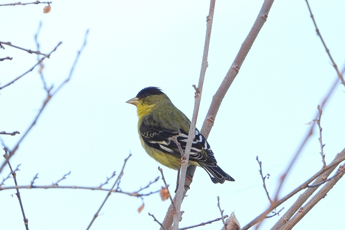 Lesser Goldfinch - ML614152098