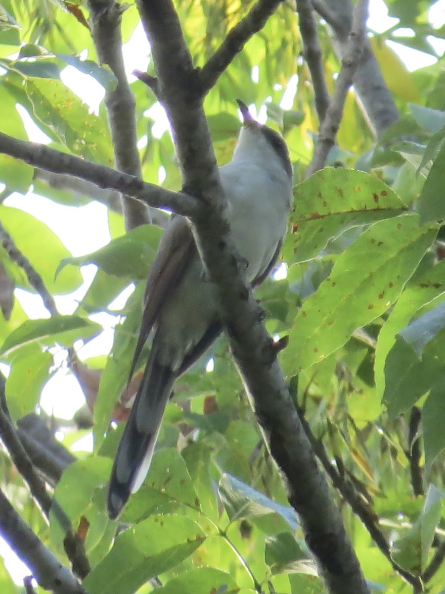 Yellow-billed Cuckoo - ML614152151