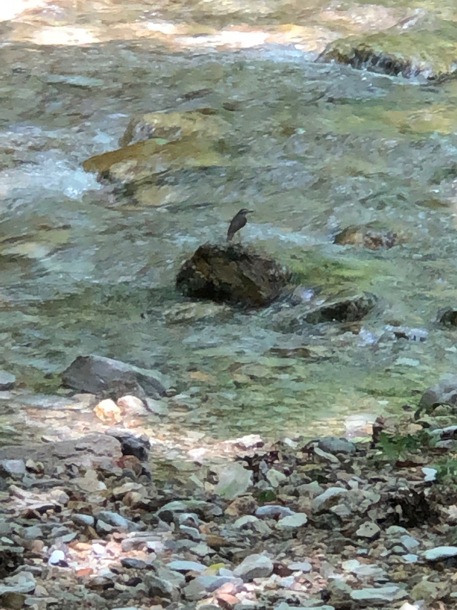 Louisiana Waterthrush - ML614152167