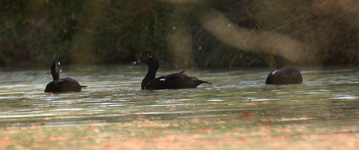 Muscovy Duck - ML614152171