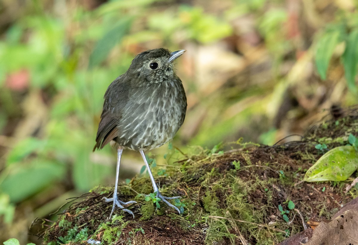 Cundinamarca Antpitta - Marilyn White