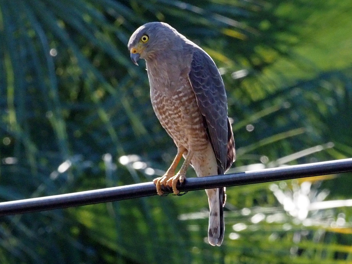 Roadside Hawk - ML614152216