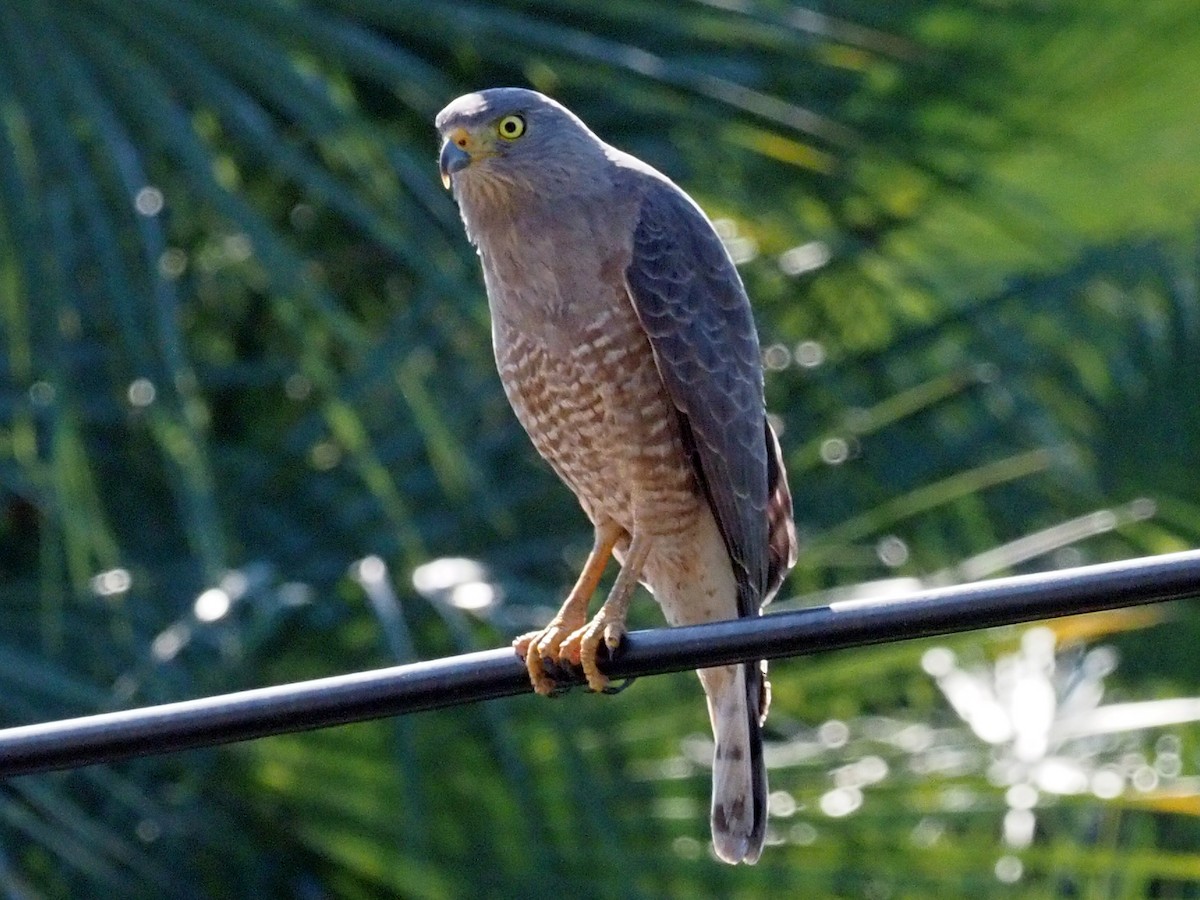 Roadside Hawk - ML614152217