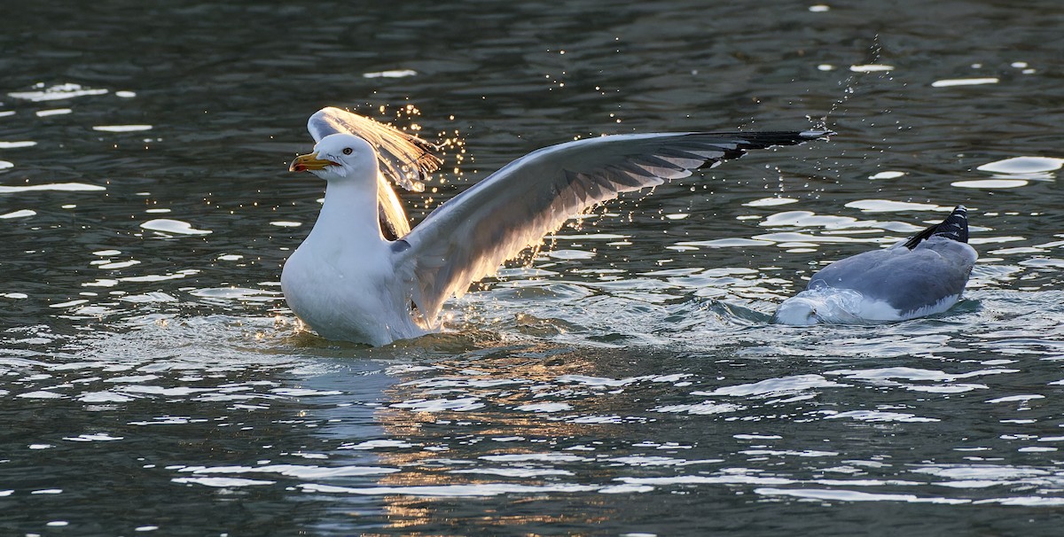 Yellow-legged Gull - ML614152239