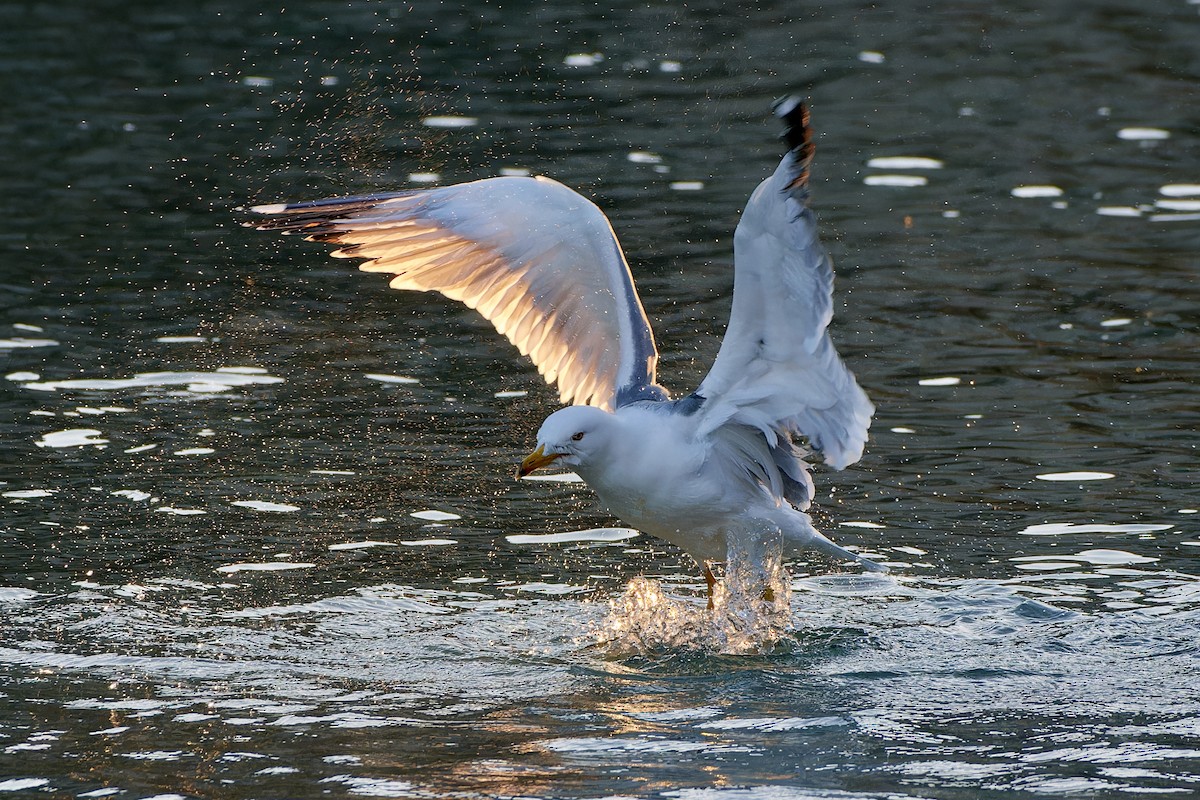 Yellow-legged Gull - ML614152241