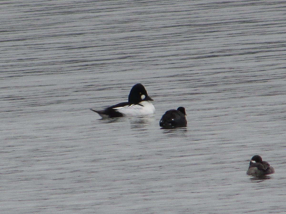 Common Goldeneye - ML614152244