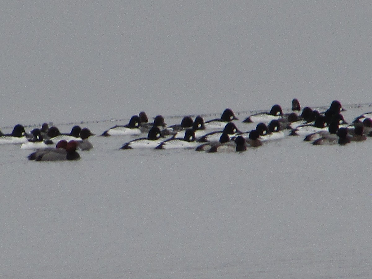 Common Goldeneye - ML614152256