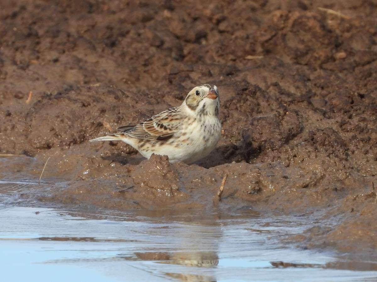 Lapland Longspur - ML614152355