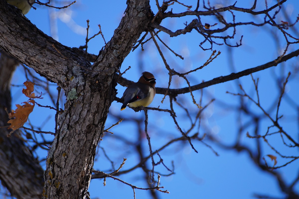 Cedar Waxwing - ML614152485