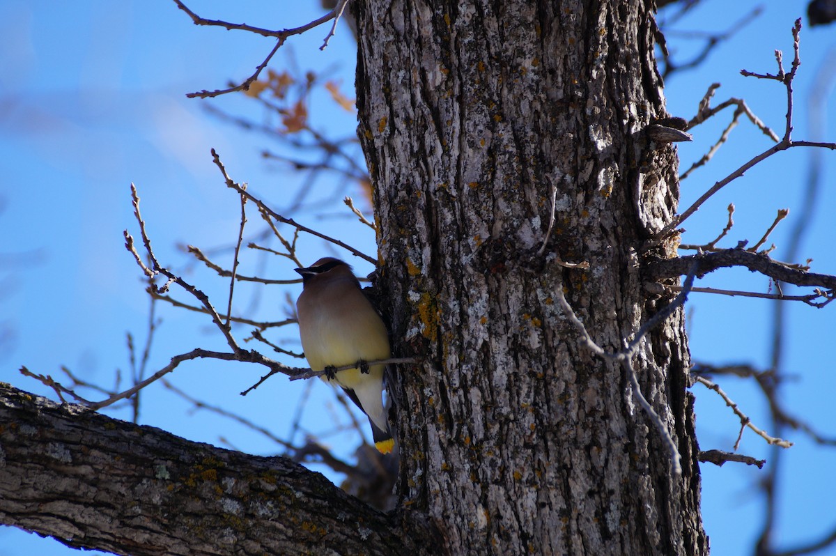 Cedar Waxwing - ML614152486