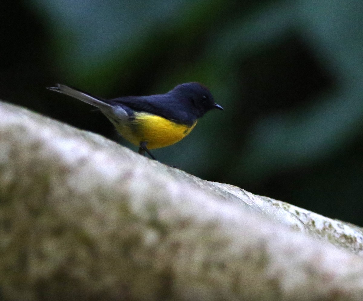 Slate-throated Redstart - ML614152488