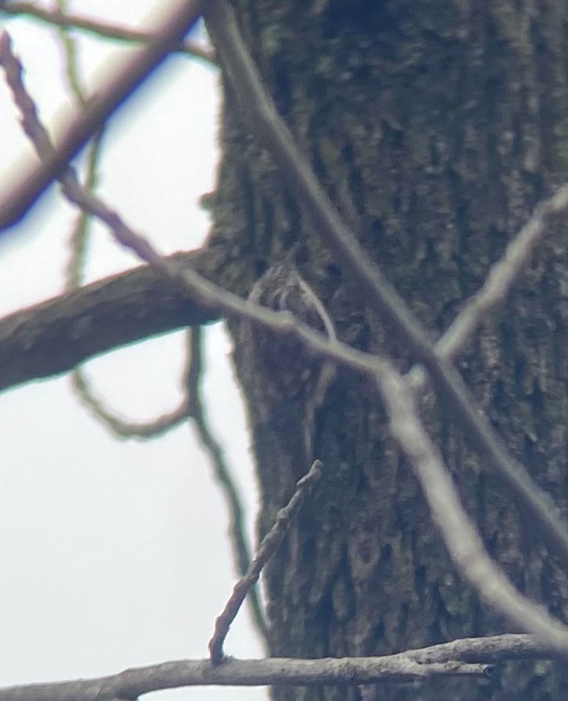 Brown Creeper - ML614152504