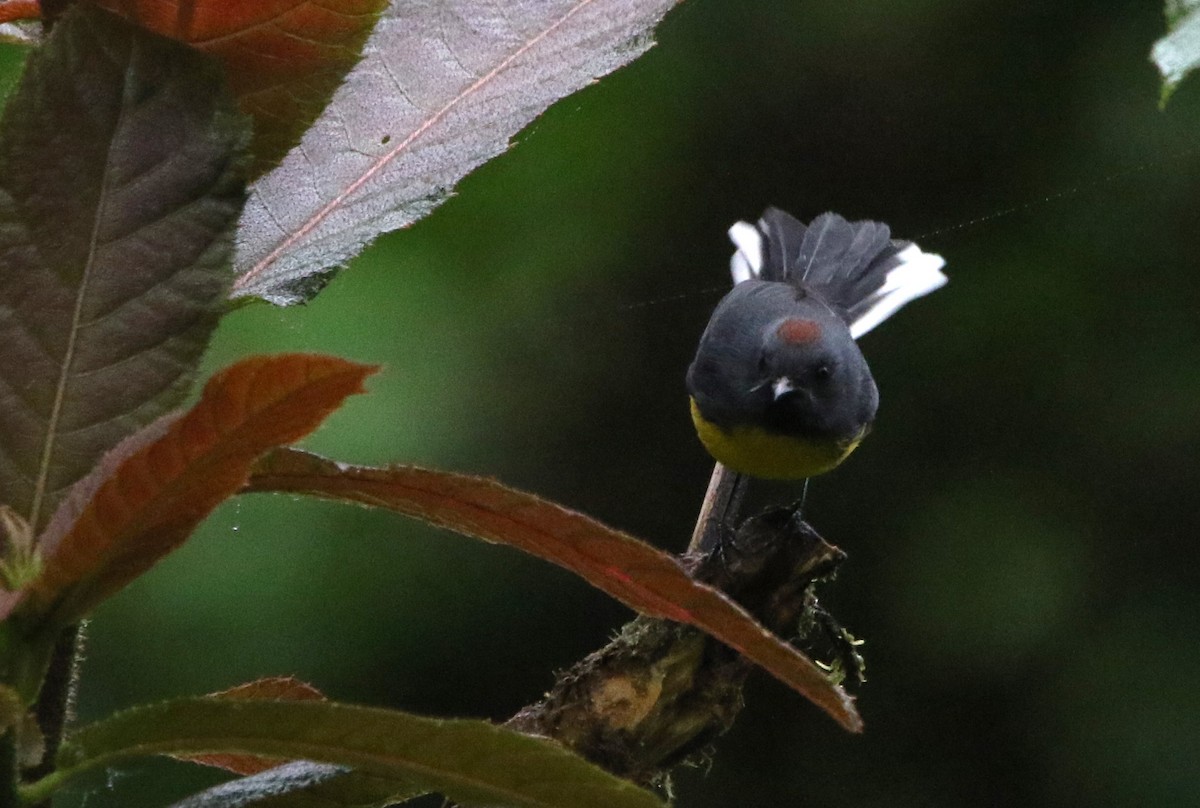 Slate-throated Redstart - ML614152574