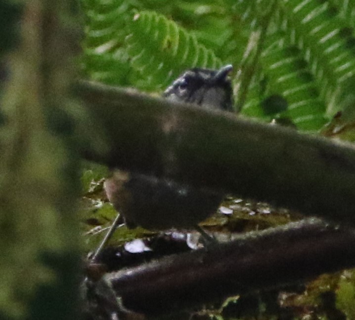 Gray-breasted Wood-Wren - ML614152758